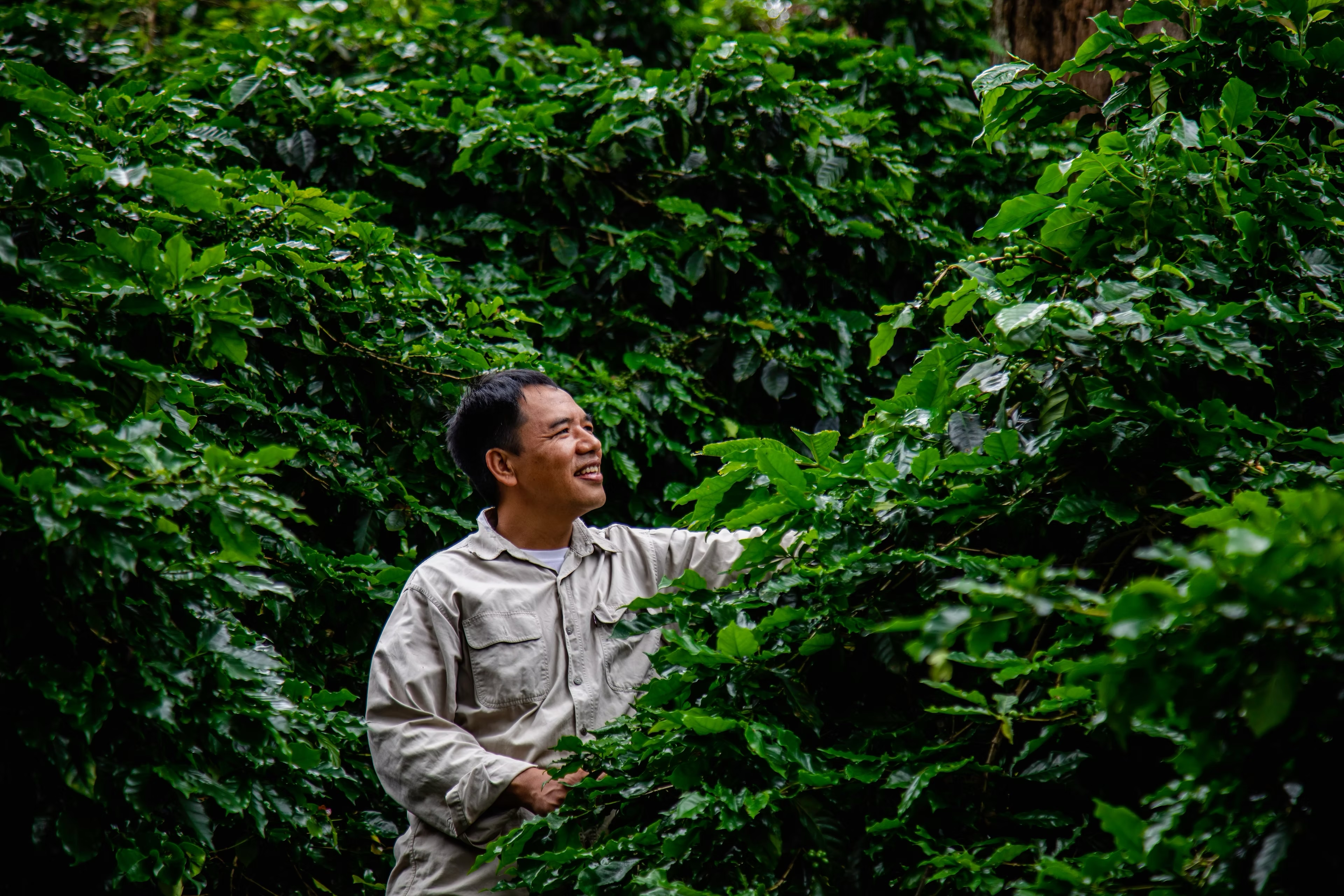 13TH ANNIVERSARY BLEND EP2 : ผาฮี้ กาแฟดีกลางหุบเขา “ กาแฟของบ้านผาฮี้ เป็นกาแฟที่ปลูกในป่าบนภูเขาสูง ห่างจากระดับน้ำทะเลประมาณ 1,200 - 1,400 เมตร จึงทำให้ที่นี่เป็นแหล่งผลิตอาราบิกาคุณภาพ ที่มีรสชาติโดดเด่น ” ---- ตั้งอยู่ตามแนวตะเข็บชายแดนไทย - เมียนมา และพื้นที่ส่วนหนึ่งของโครงการพัฒนาดอยตุง ผาฮี้ เป็นหมู่บ้านที่ขึ้นชื่อเรื่องบรรยากาศที่สวยงาม สายหมอกยามเช้าที่สดชื่น และกาแฟคุณภาพเกรดพรีเมียม ที่ปลูกด้วยมือชาวอาข่า ที่อาศัยอยู่บนพื้นที่สูงของดอยผาฮี้ ตำบลโป่งงาม อำเภอแม่สาย จังหวัดเชียงราย สถานที่ที่คอกาแฟต่างก็รู้จักกันดี ในฐานะแหล่งปลูกกาแฟที่ใหญ่ที่สุดแห่งหนึ่งของไทย ที่ได้รับการสนับสนุนจากโครงการพัฒนาดอยตุง จนทำให้กาแฟกลายเป็นอาชีพหลักที่สร้างรายได้ให้คนในหมู่บ้านจนมีชื่อเสียงโด่งดัง กาแฟของบ้านผาฮี้ เป็นกาแฟที่ปลูกในป่าบนภูเขาสูง ห่างจากระดับน้ำทะเลประมาณ 1,200 - 1,400 เมตร จึงทำให้ที่นี่เป็นแหล่งผลิตอาราบิกาคุณภาพ ที่มีรสชาติโดดเด่น แต่กว่าจะมาเป็นแหล่งกาแฟคุณภาพชั้นยอด ชาวอาข่าหมู่บ้านผาฮี้ก็ผ่านการเดินทางและเรื่องเล่ามากมายไม่น้อยไปกว่าแหล่งอื่น โดยย้อนหลังไปเมื่อราวปี พ.ศ. 2465 บรรพบุรุษของชาวอาข่าผาฮี้ ได้อพยพมาจากแคว้นสิบสองปันนา ประเทศจีน ในยุคสมัยปฏิวัติวัฒนธรรมจีน โดยเข้ามาตั้งถิ่นฐานในรัฐฉาน ประเทศเมียนมา ต่อมาได้ย้ายมาตั้งถิ่นฐานอยู่ตรงข้ามบ้านผาขาว ใกล้แนวตะเข็บชายแดนไทย - เมียนมา บริเวณดอยช้างมูบ ก่อนจะย้ายมาอยู่ตรงข้ามบ้านนาแก ประเทศเมียนมา ใกล้ ๆ อำเภอแม่สาย และย้ายถิ่นที่อยู่อีกครั้ง ในปี 2485 ในช่วงสงครามโลกครั้งที่ 2 เพื่อย้ายมาอยู่ที่บ้านห้วยน้ำริน ซึ่งในขณะนั้นมีชาวบ้านอาศัยอยู่ประมาณ 11 ครอบครัวเท่านั้น
อ่านต่อ
https://www.coffeetravelermagazine.com/post/13th-anniversary-blend-ep2-ผาฮี้