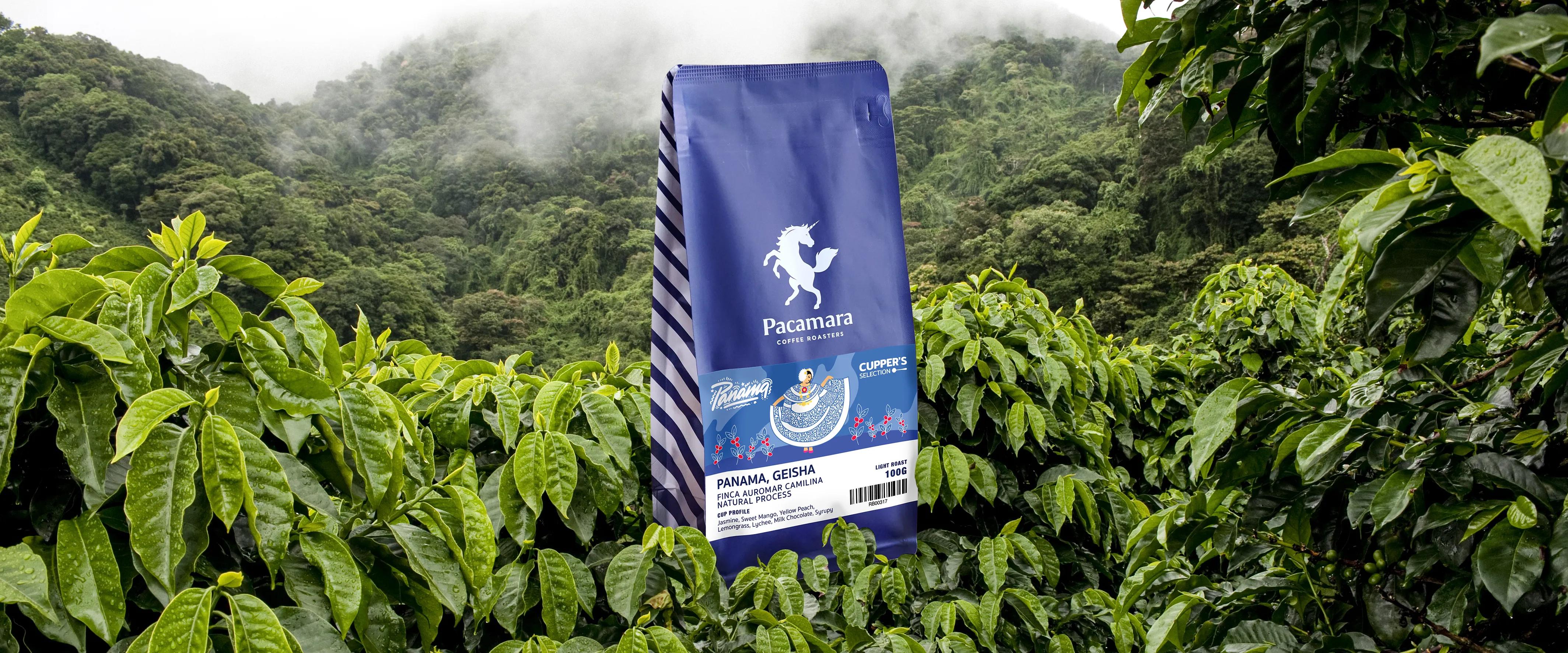 PANAMA GEISHA